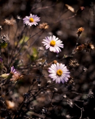 california_flowers_by_madelynne_nehl_01